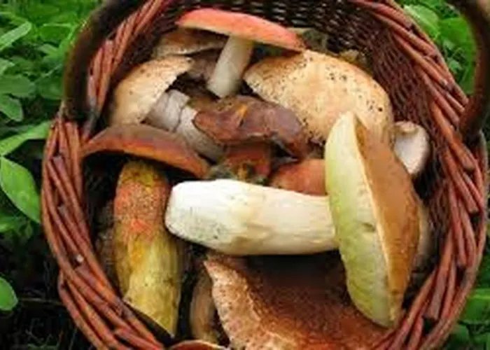 Lavender - Perfect For Families! * Stranny